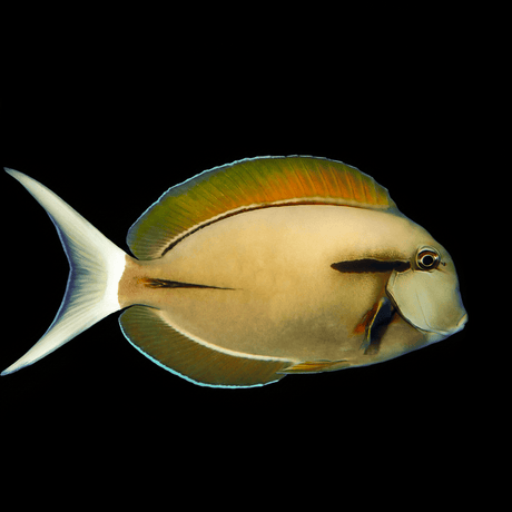 Epaulette Tang - Acanthurus nigricauds