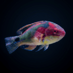Exquisite Fairy Wrasse - Africa