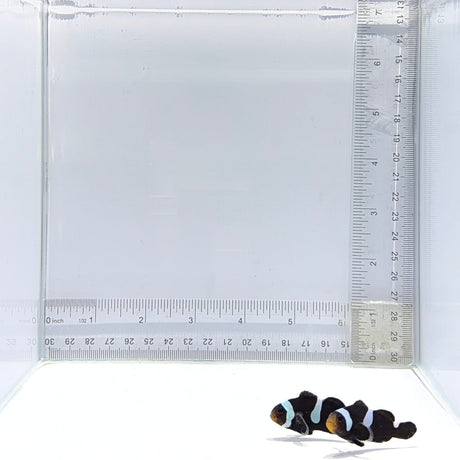 Extreme Black Misbar Clownfish Pair – Amphiprion ocellaris