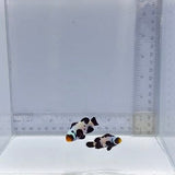 Extreme Black Snowflake Pair Clownfish — Amphiprion ocellaris