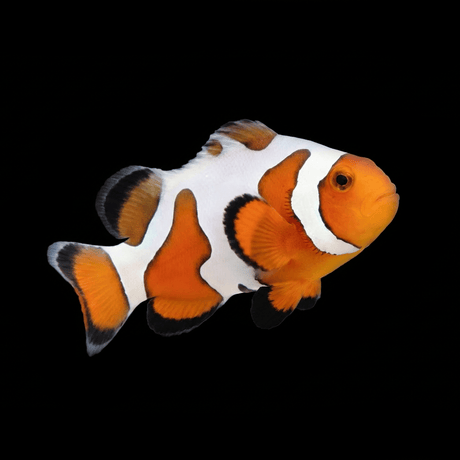 Extreme Gladiator Clownfish — Amphiprion ocellaris