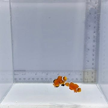 Extreme Misbar Pair Clownfish — Amphiprion ocellaris
