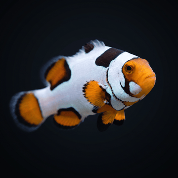 Extreme Picasso Clownfish