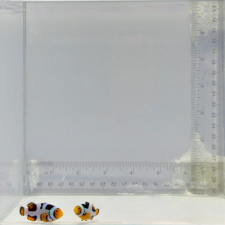 Extreme Picasso Clownfish Pair