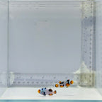 Extreme Picasso Clownfish Pair