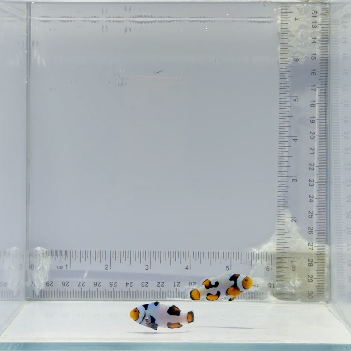 Extreme Picasso Clownfish Pair