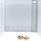Extreme Picasso Clownfish Pair – Amphiprion Percula