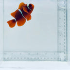 Fancy Maroon Clownfish * Gold Hue*