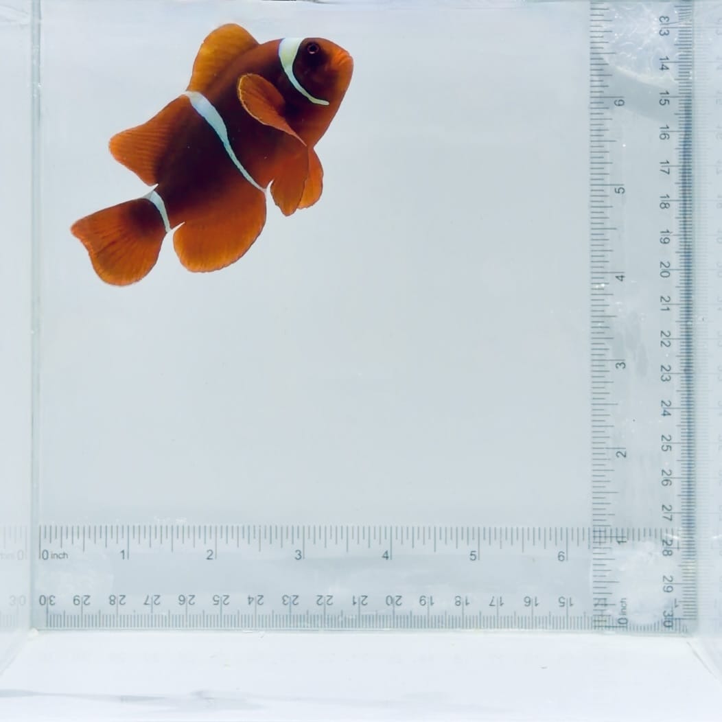 Fancy Maroon Clownfish * Gold Hue*