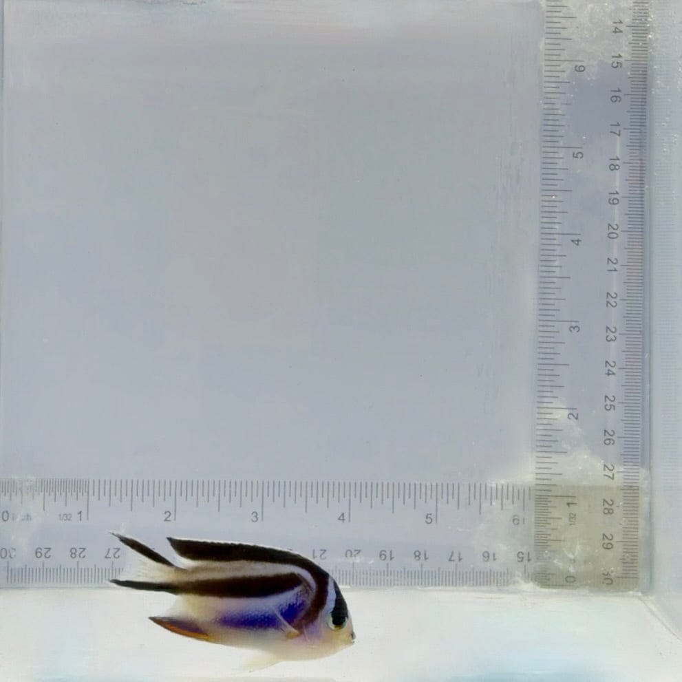 (Female) Bellus Angelfish