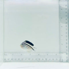 Female Lamarck Angelfish