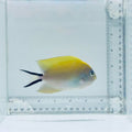 Female Swallowtail Angelfish