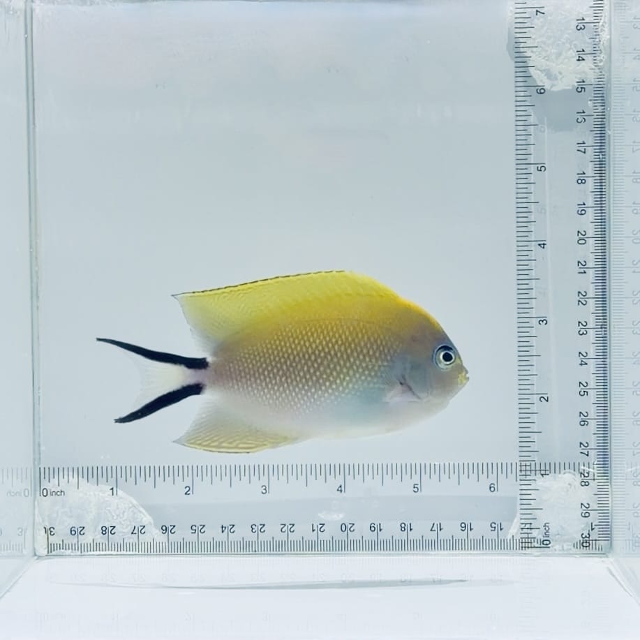 Female Swallowtail Angelfish