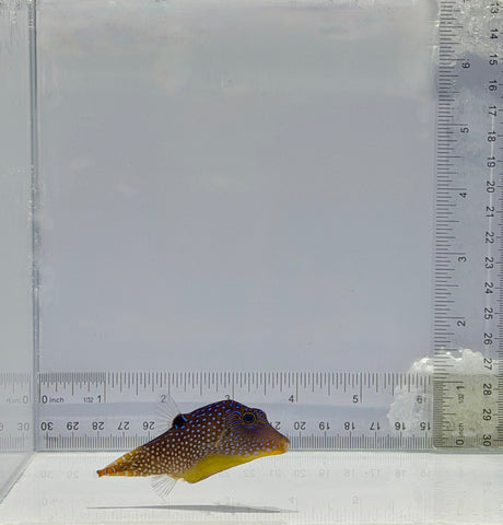 Fiji Blue Spot Pufferfish