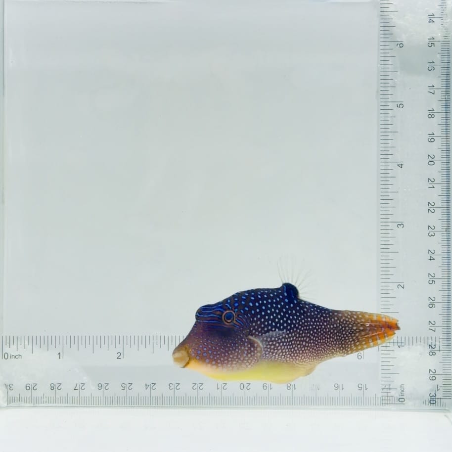 Fiji Blue Spot Pufferfish