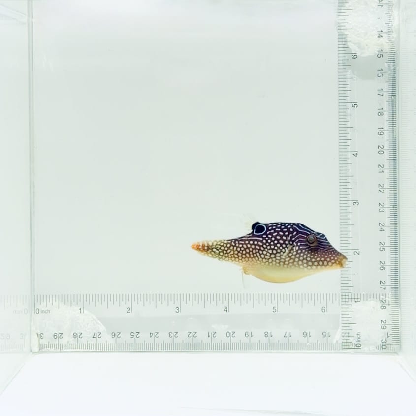 Fiji Blue Spot Pufferfish