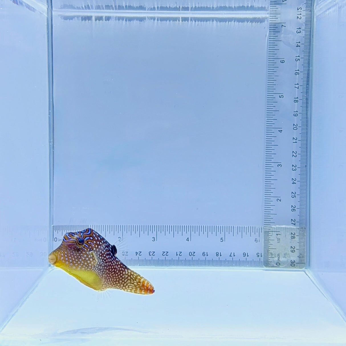 Fiji Blue Spot Pufferfish – Canthigaster solandri