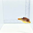 Fiji Blue Spotted Puffer — Canthigaster solandri