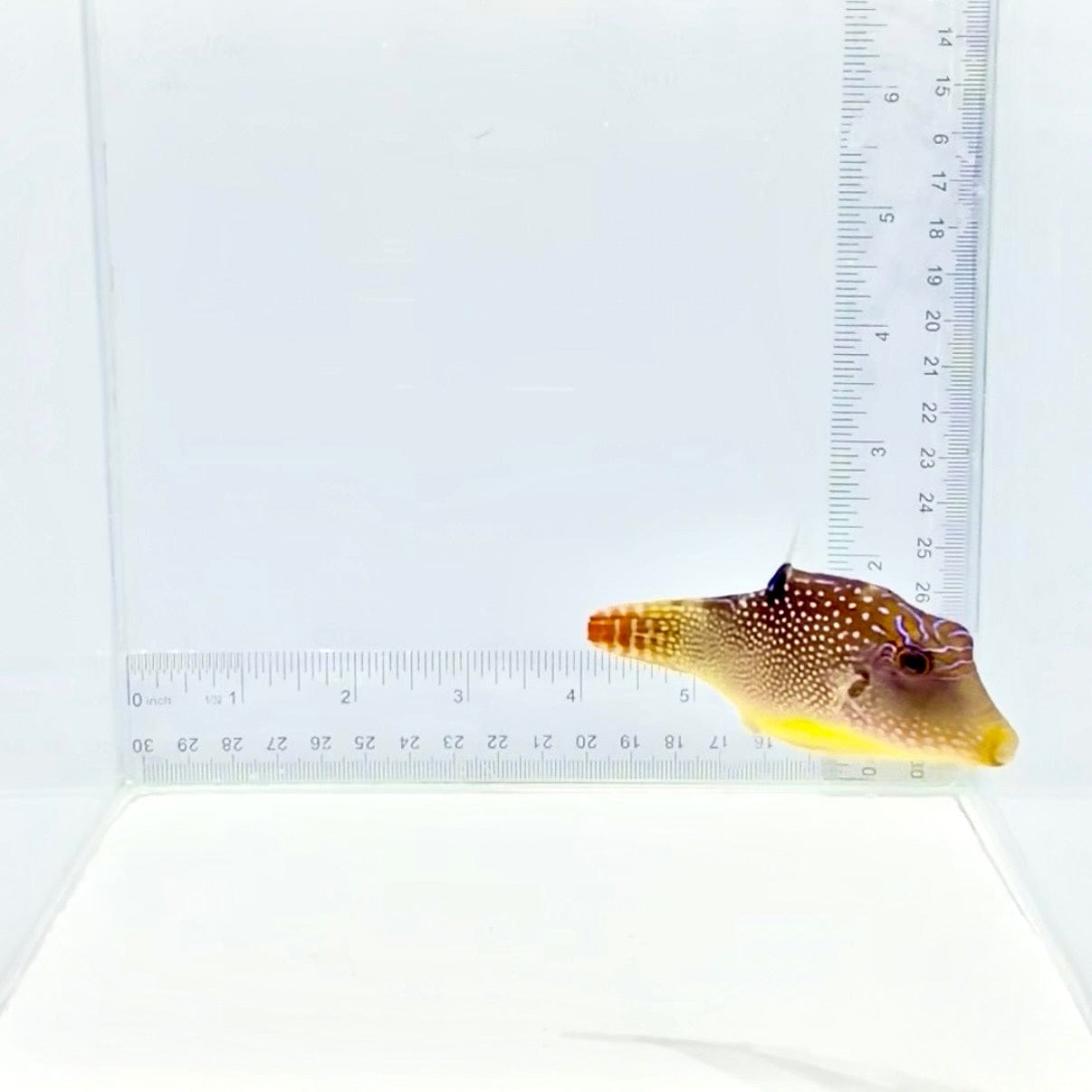 Fiji Blue Spotted Puffer — Canthigaster solandri