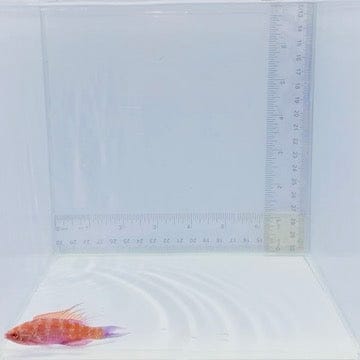 Filamented Flasher Wrasse — Paracheilinus filamentosus