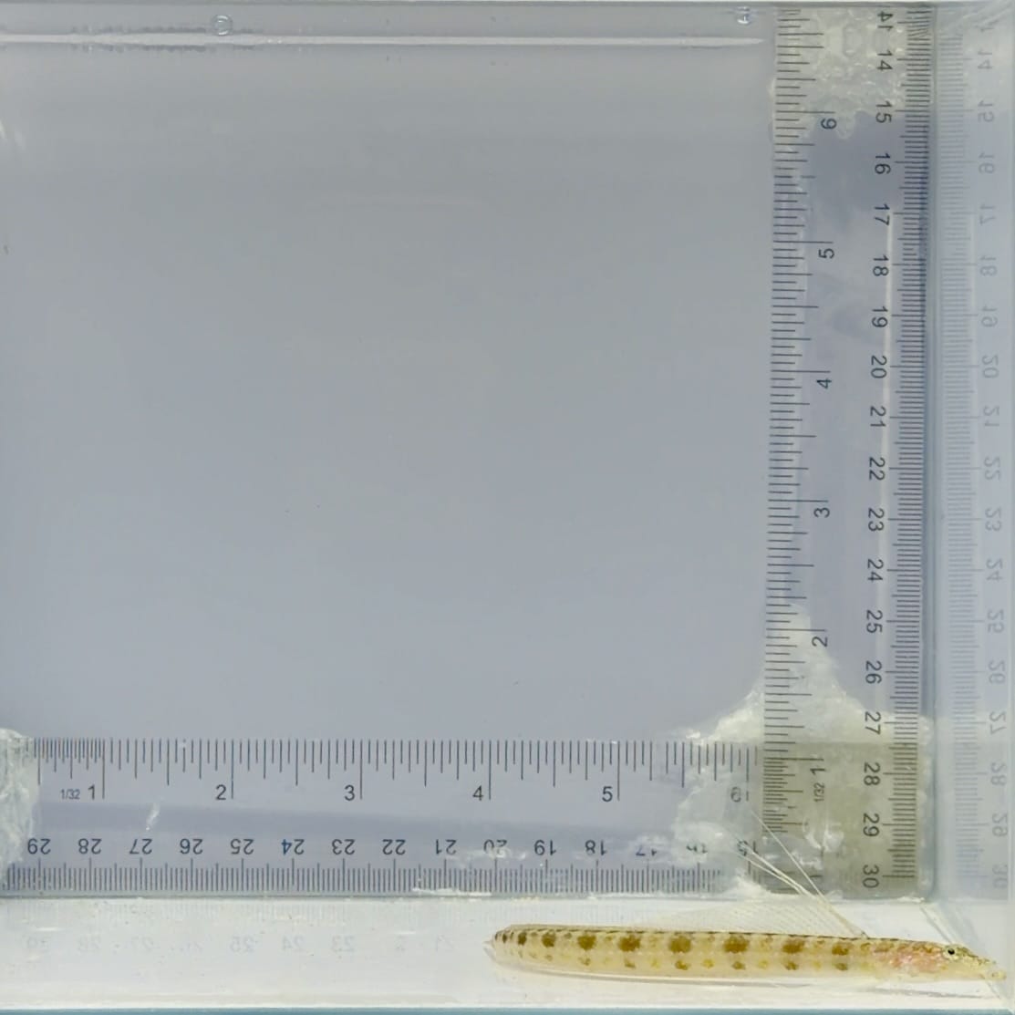 Filamented Sand Eel Diver Blenny