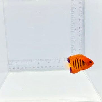 Flame Angelfish — Centropyge loricula