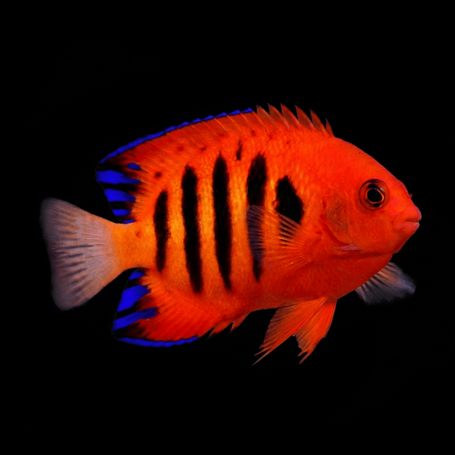 Flame Dwarf Angel
