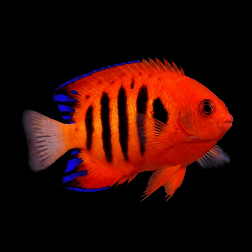 Flame Dwarf Angel