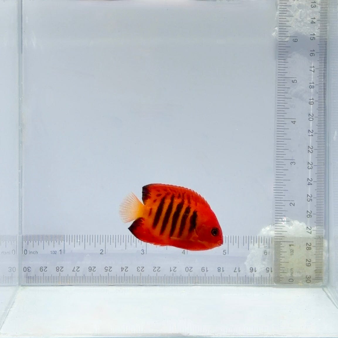 Flame Dwarf Angelfish – Centropyge loricula