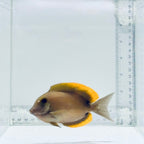 Flame Fin Tomini Tang