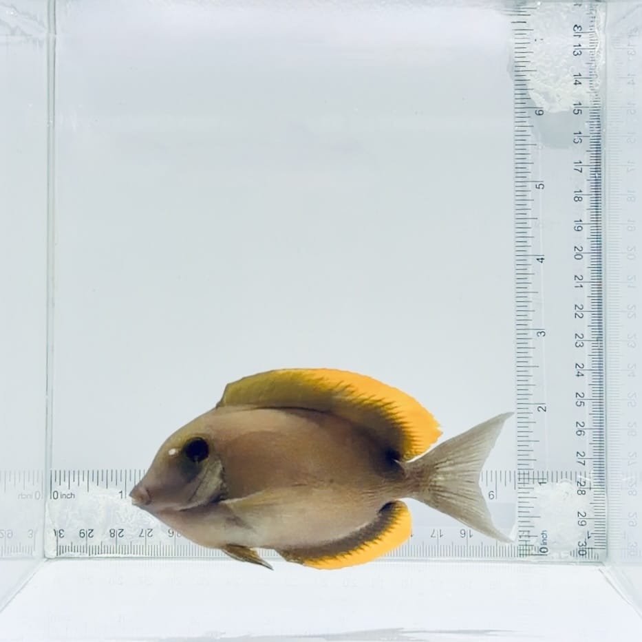 Flame Fin Tomini Tang