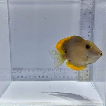 Flame Fin Tomini Tang — Ctenochaetus tominiensis