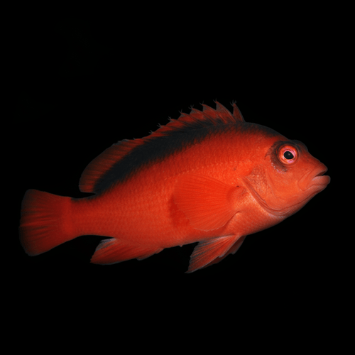 Flame Hawkfish - Neocirrhites armatus
