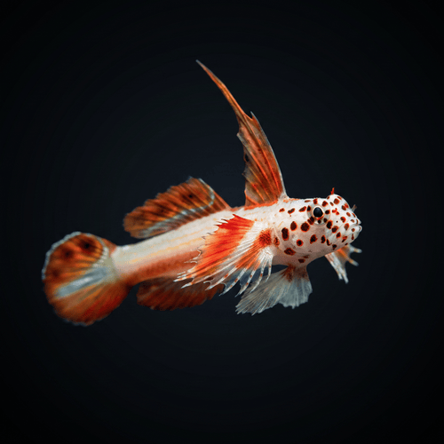 Flaming Prawn Goby