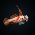 Flaming Prawn Goby