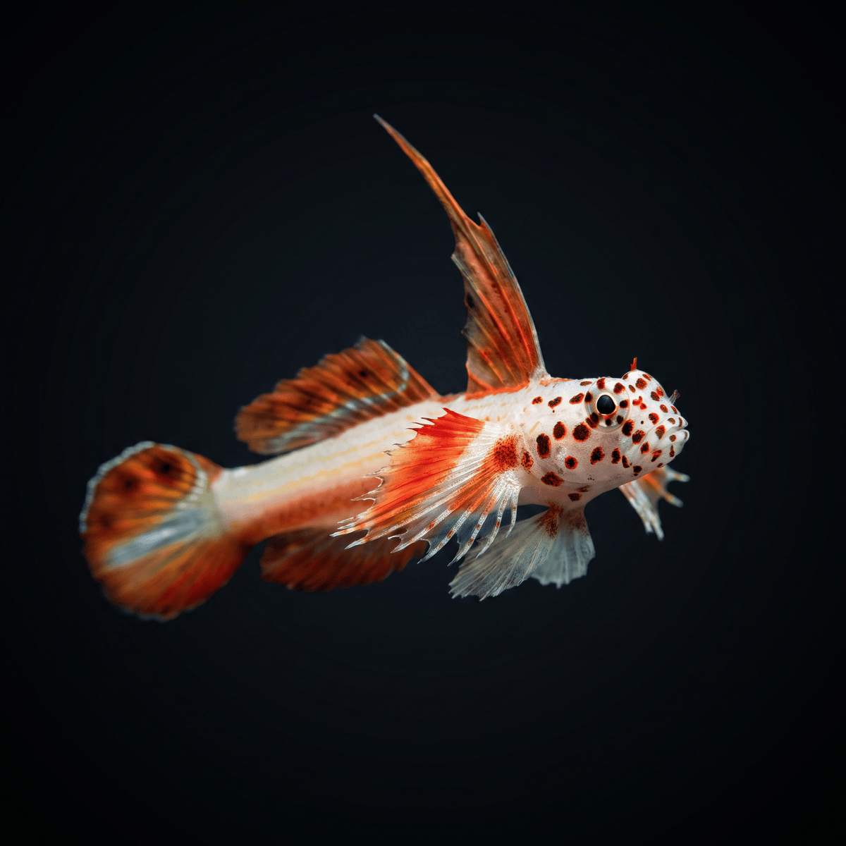 Flaming Prawn Goby