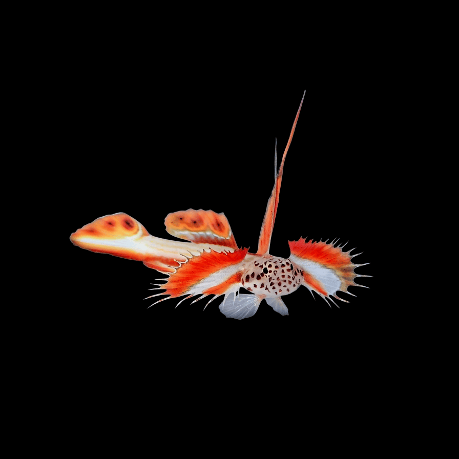 Flaming Prawn Goby - Discordipinna griessingeri