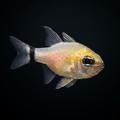 Flower Cardinalfish