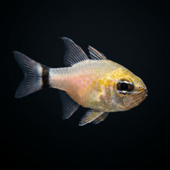 Flower Cardinalfish
