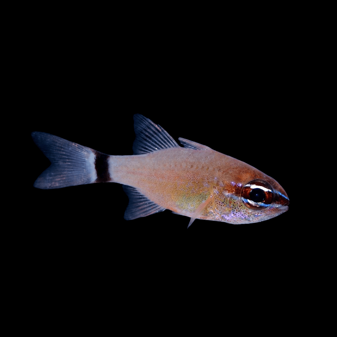 Flower Cardinalfish - Apogon fleurieu