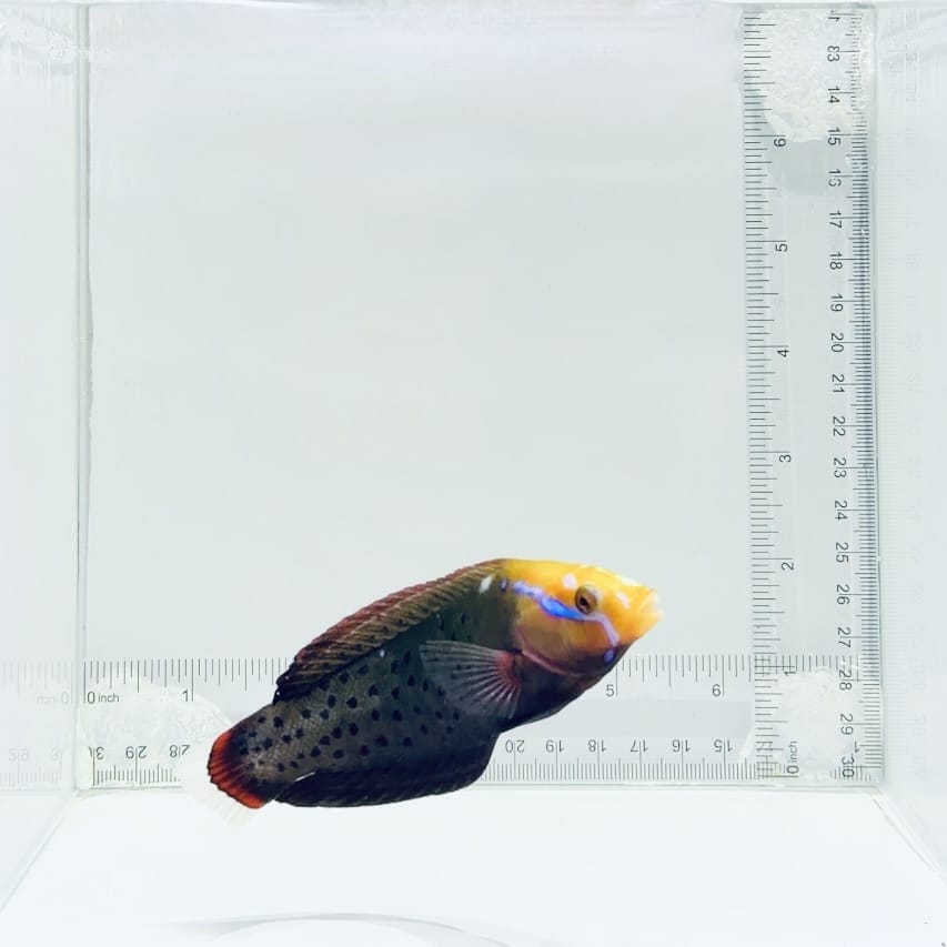 Formosa Wrasse