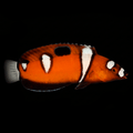Formosa Wrasse - Juvenile - Coris formosa