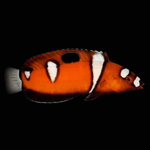Formosa Wrasse - Juvenile - Coris formosa