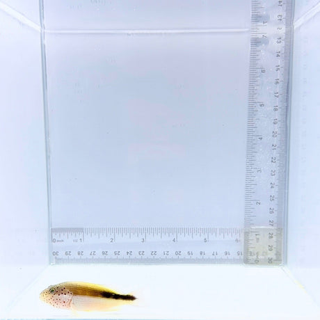 Freckle Face Hawkfish – Paracirrhites forsteri