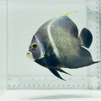 French Angelfish