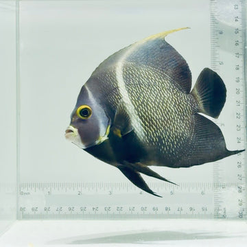 French Angelfish