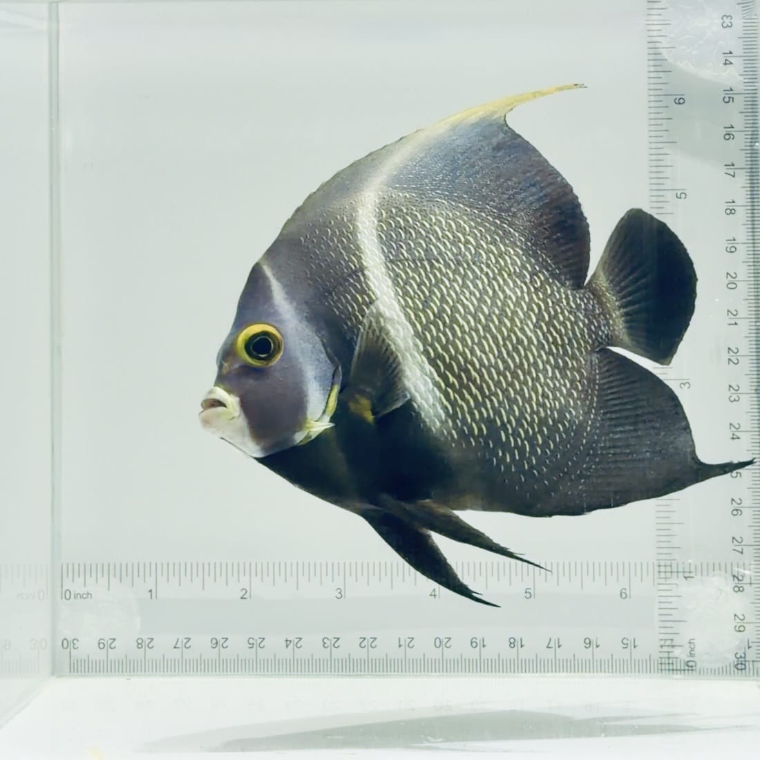 French Angelfish