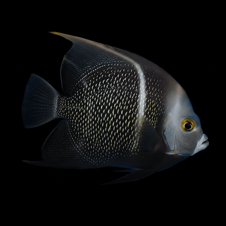 French Angelfish - Adult - Pomacanthus paru