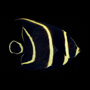 French Angelfish - Juvenile - Pomacanthus paru