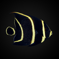 French Angelfish - Juvenile - Pomacanthus paru